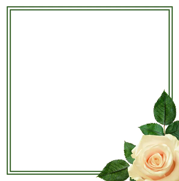 Růže květ ujednání — Stock fotografie